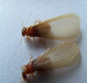 南海杀白蚁：消灭了白蚁还需要做预防吗？