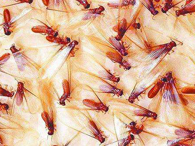 防治白蚁需要注意什么细节呢？
