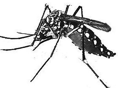 三水四害消杀公司杀死蚊子和苍蝇有什么好的办法