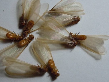 黄岐白蚁预防中心飞蚁是什么，飞蚁怎么消灭