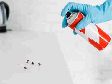 南海杀虫灭鼠公司办公室的蟑螂为什么越来越多