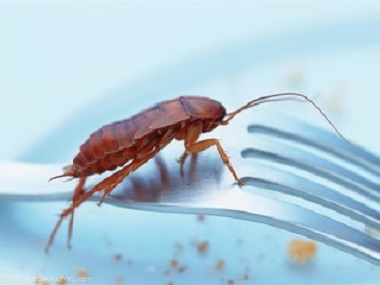 里水专业除四害公司没有可以吃的东西，为什么会有蟑螂