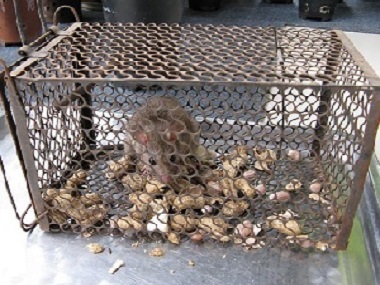 大沥杀虫灭鼠中心厨房灭鼠如何放置灭鼠夹