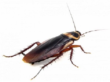 蟑螂可以传播哪些疾病？里水除四害公司怎么防治蟑螂