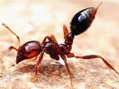 黄岐红火蚁灭治所提醒您发现红火蚁危害的正确处理方法