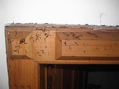 桂城白蚁防治新建房屋出现白蚁危害是什么情况