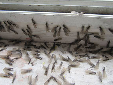 南海白蚁防治公司防止白蚁飞入室内的方法