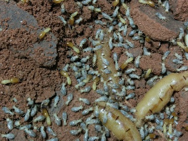 狮山白蚁防治中心白蚁是不是喜欢在黑暗的地方活动