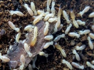 佛山白蚁防治公司居家生活如何精准灭杀白蚁，降低蚁害？