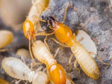 罗村验收白蚁所：日常生活预防白蚁入侵的方法
