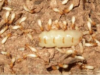 和顺房屋白蚁验收中心怎么防治白蚁，白蚁是蚂蚁吗？