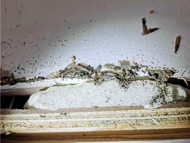 官窑白蚁防治——装修房屋为什么要做白蚁预防