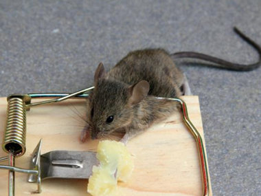 和顺杀虫灭鼠机构应该如何进行防鼠和灭鼠