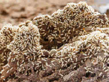 小塘验收白蚁机构世界性的蛀木害虫：截头堆砂白蚁