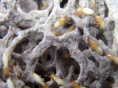 南海白蚁预防中心家庭室内防治白蚁的方法
