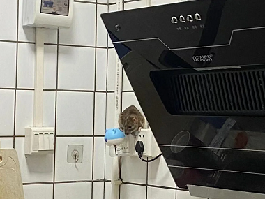 丹灶病媒生物防控站厨房灭鼠如何布置捕鼠笼