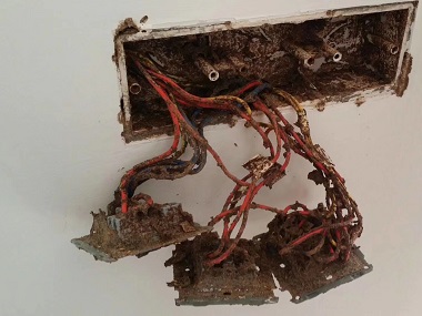 盐步白蚁验收所白蚁危害的三大特性，你了解吗？
