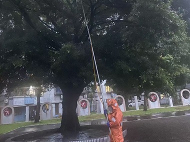 平洲蜂患防控机构发现马蜂窝应对指南